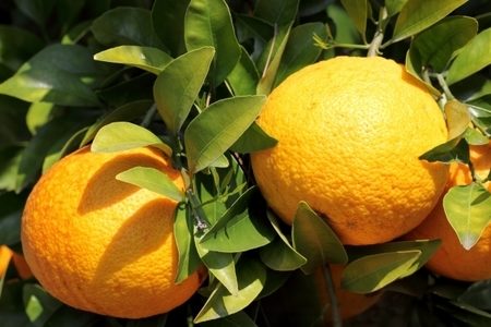 はっさくといよかんなどの柑橘類の違いと見分け方はこれで完璧！